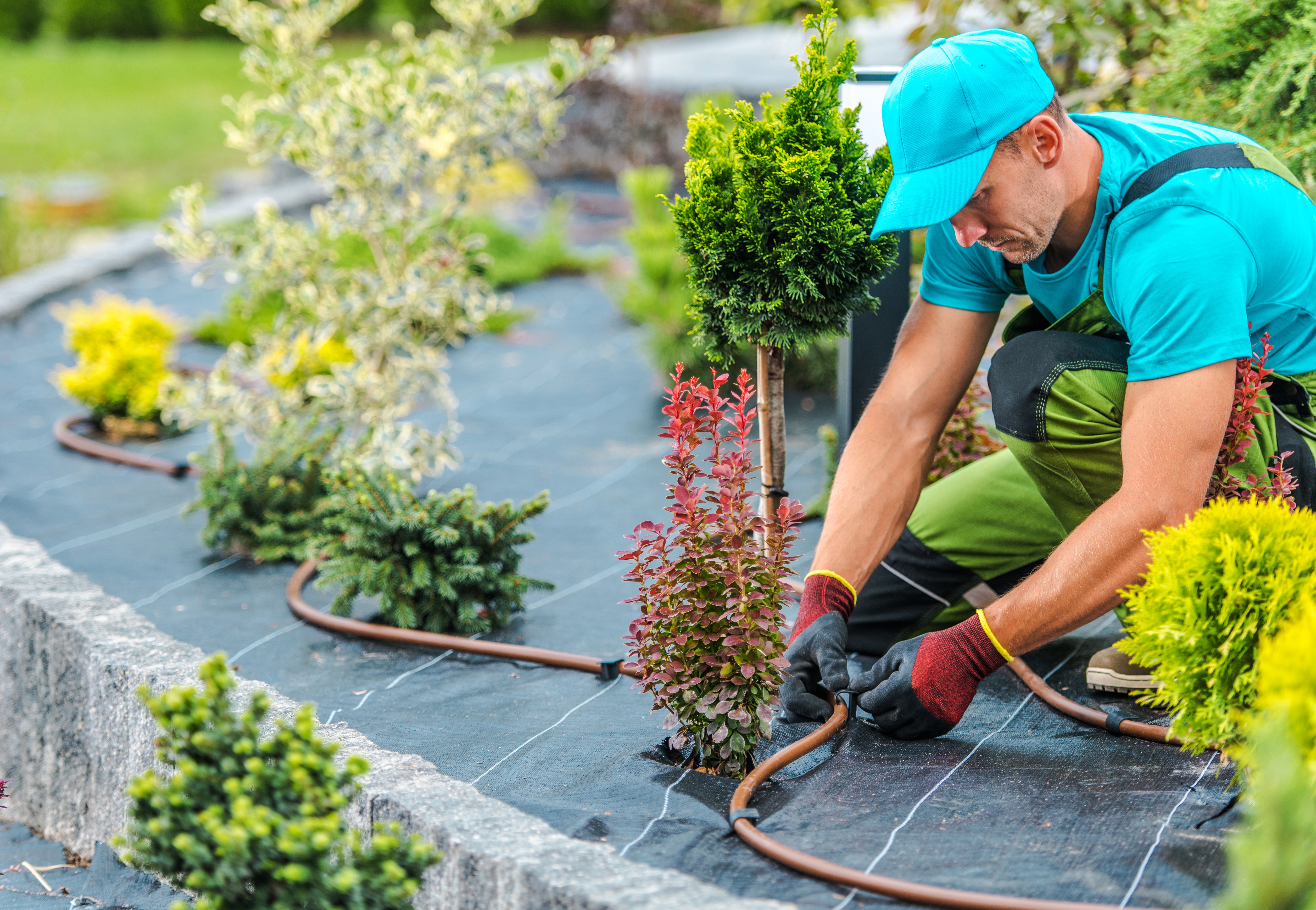 Landscaper setting watering lines